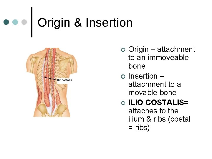 Origin & Insertion ¢ ¢ ¢ Origin – attachment to an immoveable bone Insertion