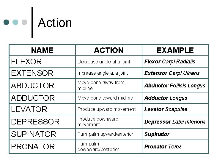 Action NAME FLEXOR EXTENSOR ACTION EXAMPLE Decrease angle at a joint Flexor Carpi Radialis