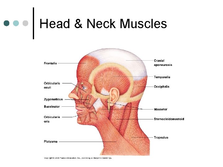 Head & Neck Muscles 