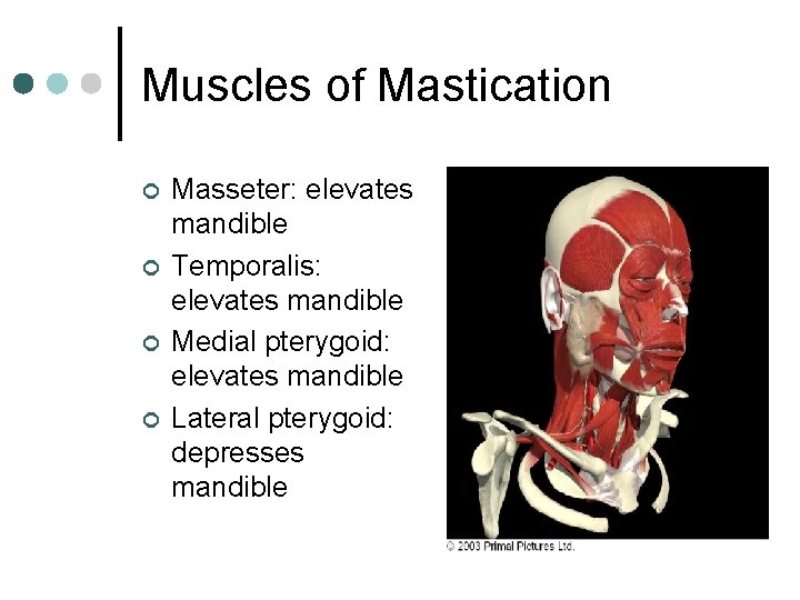 Muscles of Mastication ¢ ¢ Masseter: elevates mandible Temporalis: elevates mandible Medial pterygoid: elevates