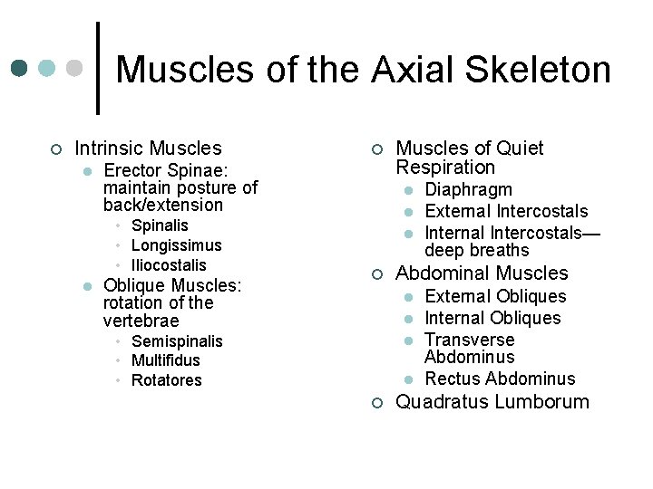 Muscles of the Axial Skeleton ¢ Intrinsic Muscles l Erector Spinae: maintain posture of