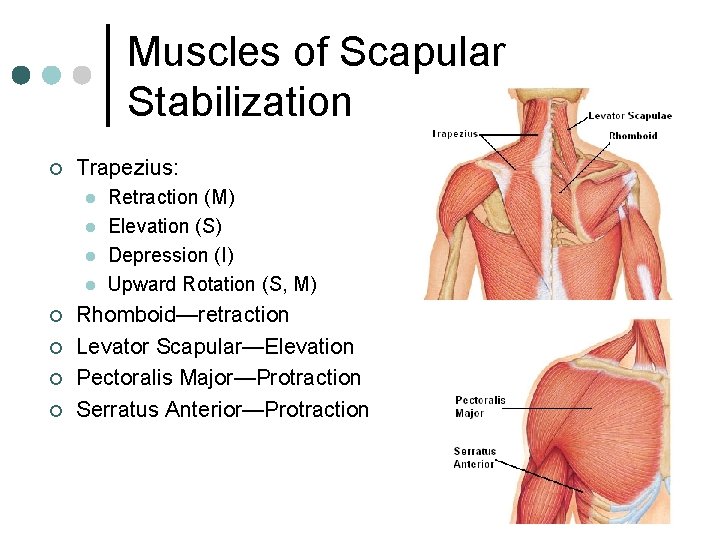 Muscles of Scapular Stabilization ¢ Trapezius: l l ¢ ¢ Retraction (M) Elevation (S)