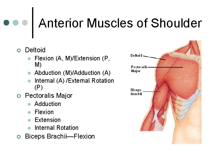 Anterior Muscles of Shoulder ¢ Deltoid l l l ¢ Pectoralis Major l l