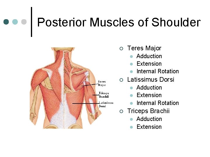 Posterior Muscles of Shoulder ¢ Teres Major l l l ¢ Latissimus Dorsi l