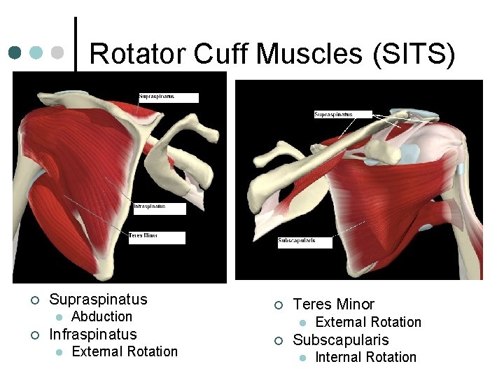 Rotator Cuff Muscles (SITS) ¢ Supraspinatus l ¢ Abduction Infraspinatus l External Rotation ¢
