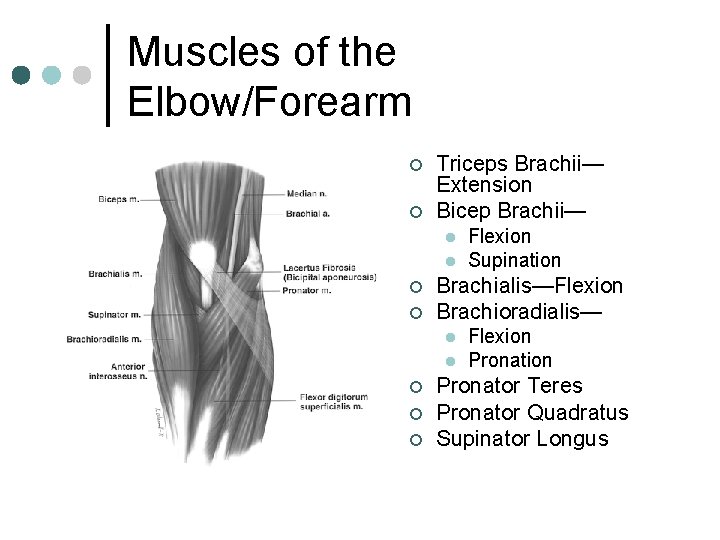 Muscles of the Elbow/Forearm ¢ ¢ Triceps Brachii— Extension Bicep Brachii— l l ¢