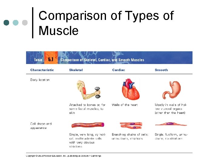 Comparison of Types of Muscle 