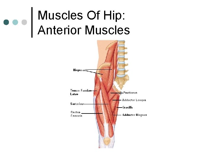 Muscles Of Hip: Anterior Muscles 