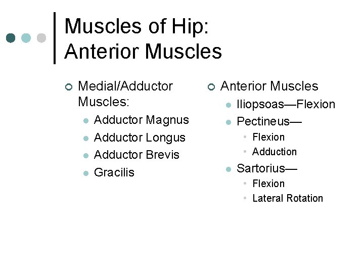 Muscles of Hip: Anterior Muscles ¢ Medial/Adductor Muscles: l l Adductor Magnus Adductor Longus