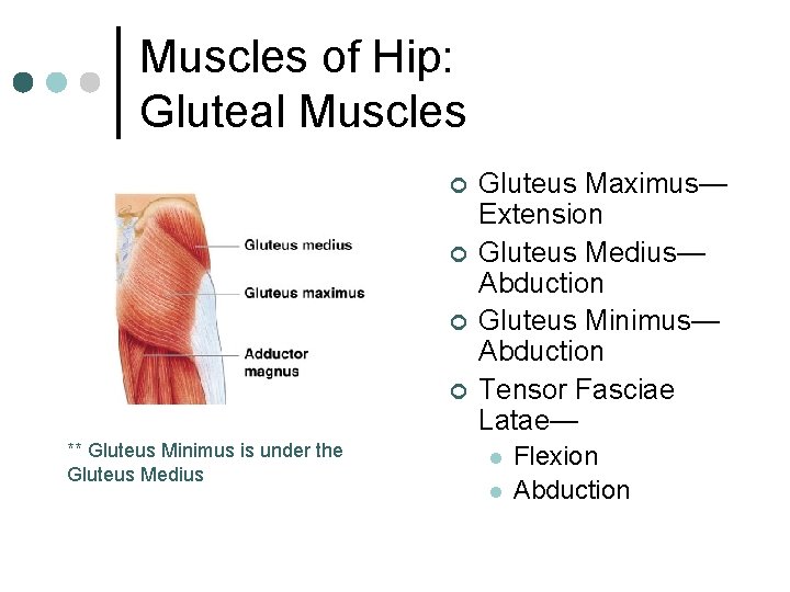 Muscles of Hip: Gluteal Muscles ¢ ¢ ** Gluteus Minimus is under the Gluteus