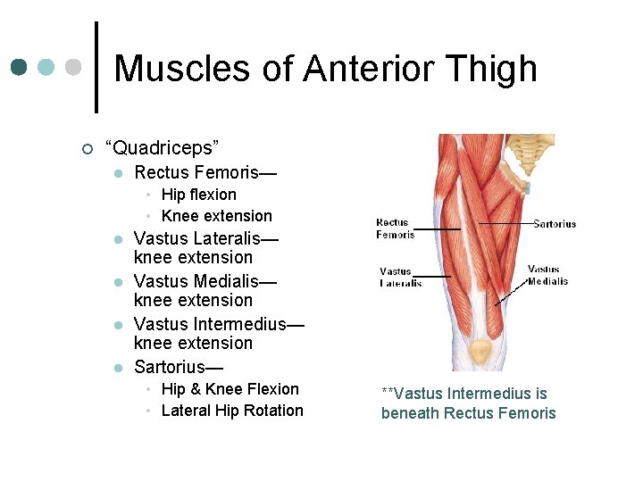 Muscles of Anterior Thigh ¢ “Quadriceps” l Rectus Femoris— • Hip flexion • Knee