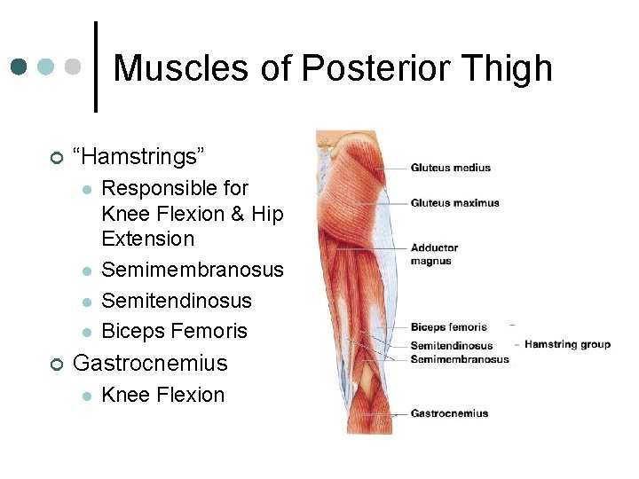 Muscles of Posterior Thigh ¢ “Hamstrings” l l ¢ Responsible for Knee Flexion &
