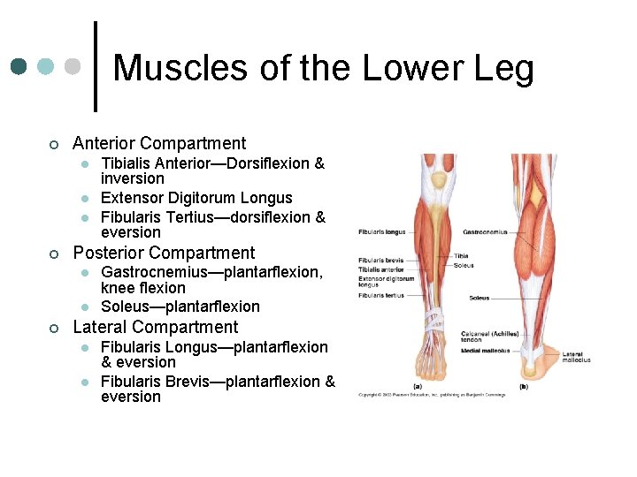 Muscles of the Lower Leg ¢ Anterior Compartment l l l ¢ Posterior Compartment