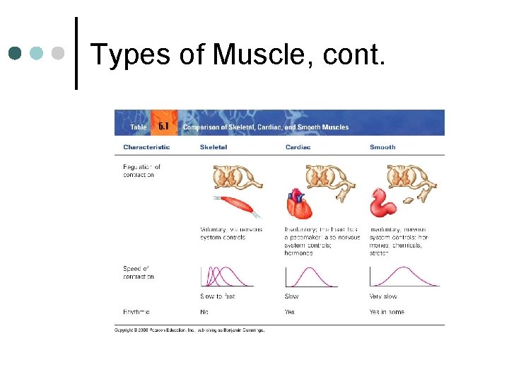 Types of Muscle, cont. 