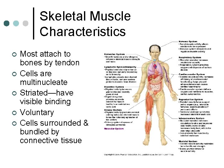 Skeletal Muscle Characteristics ¢ ¢ ¢ Most attach to bones by tendon Cells are