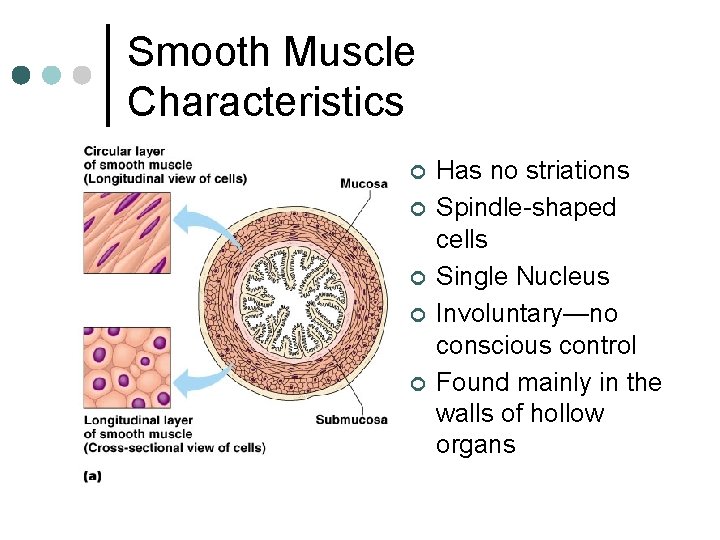 Smooth Muscle Characteristics ¢ ¢ ¢ Has no striations Spindle-shaped cells Single Nucleus Involuntary—no