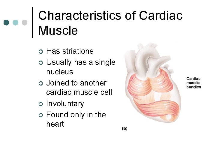 Characteristics of Cardiac Muscle ¢ ¢ ¢ Has striations Usually has a single nucleus