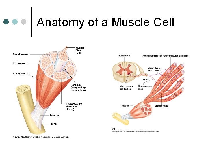 Anatomy of a Muscle Cell 