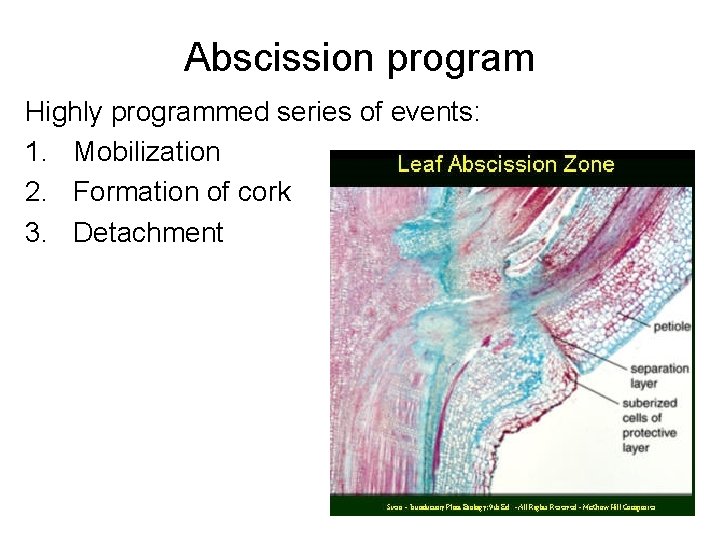 Abscission program Highly programmed series of events: 1. Mobilization 2. Formation of cork 3.