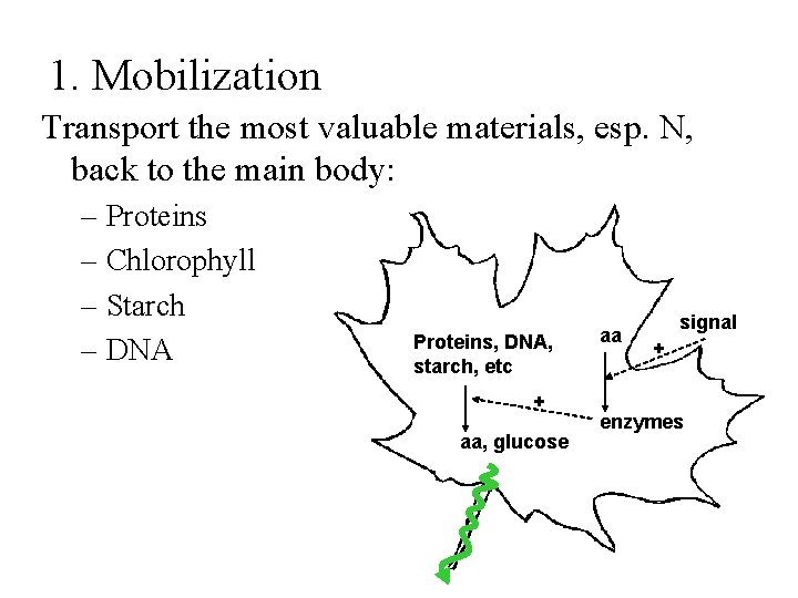 1. Mobilization Transport the most valuable materials, esp. N, back to the main body: