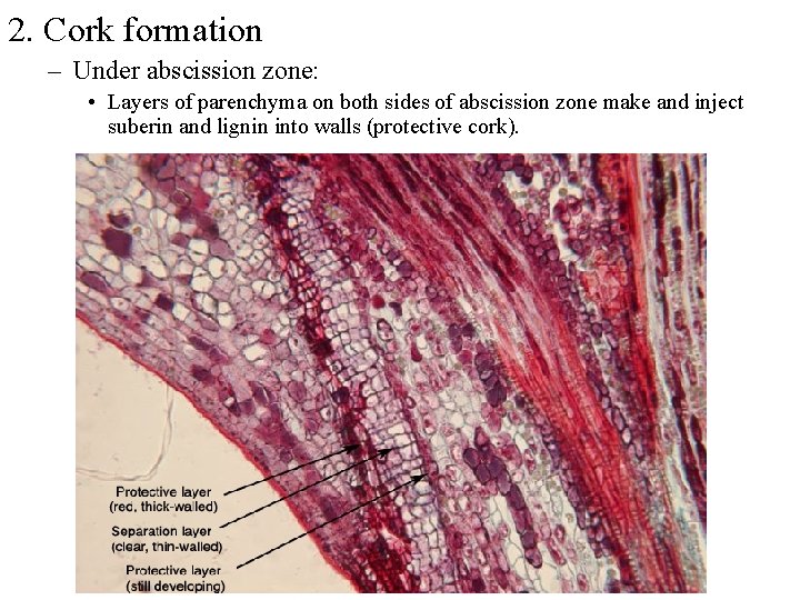 2. Cork formation – Under abscission zone: • Layers of parenchyma on both sides