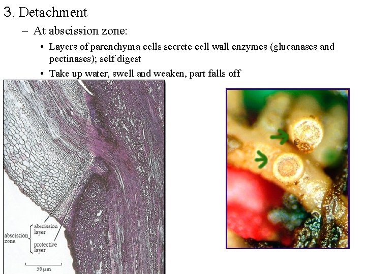 3. Detachment – At abscission zone: • Layers of parenchyma cells secrete cell wall