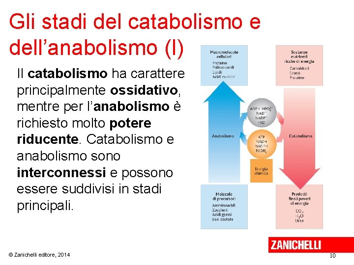 Gli stadi del catabolismo e dell’anabolismo (I) Il catabolismo ha carattere principalmente ossidativo, mentre