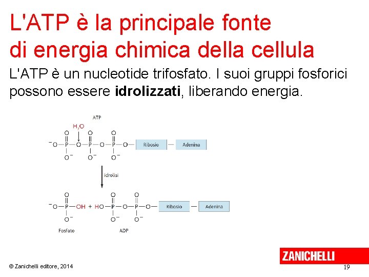 L'ATP è la principale fonte di energia chimica della cellula L'ATP è un nucleotide