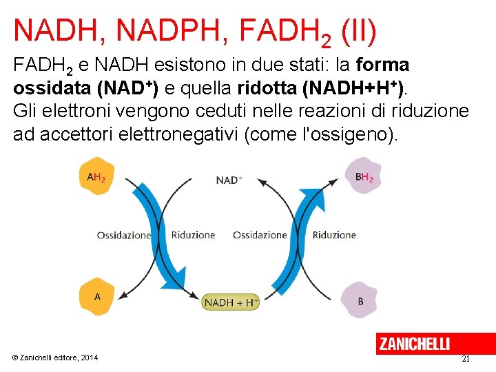 NADH, NADPH, FADH 2 (II) FADH 2 e NADH esistono in due stati: la