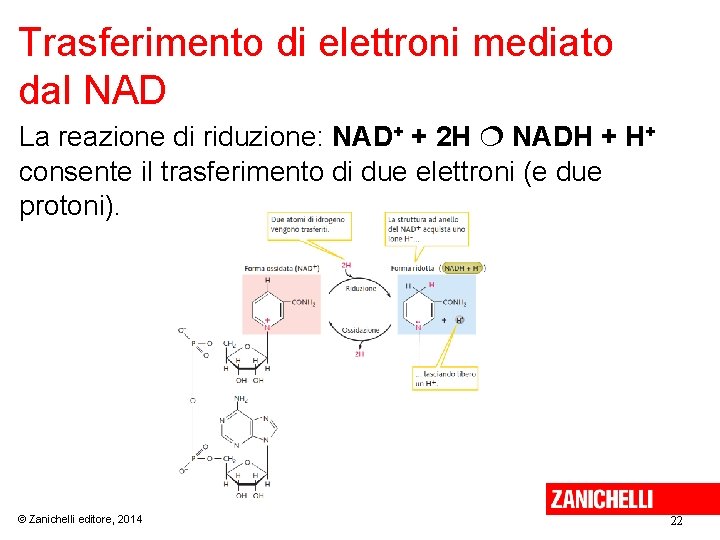 Trasferimento di elettroni mediato dal NAD La reazione di riduzione: NAD+ + 2 H