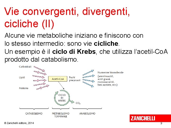 Vie convergenti, divergenti, cicliche (II) Alcune vie metaboliche iniziano e finiscono con lo stesso