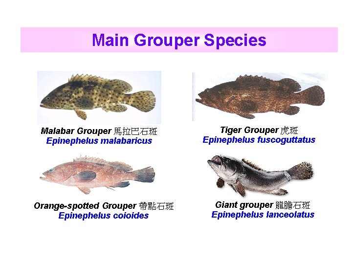Main Grouper Species Malabar Grouper 馬拉巴石斑 Epinephelus malabaricus Orange-spotted Grouper 帶點石斑 Epinephelus coioides Tiger