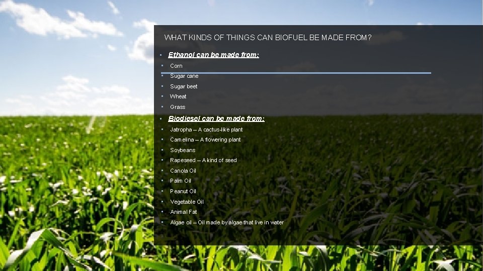 WHAT KINDS OF THINGS CAN BIOFUEL BE MADE FROM? • Ethanol can be made