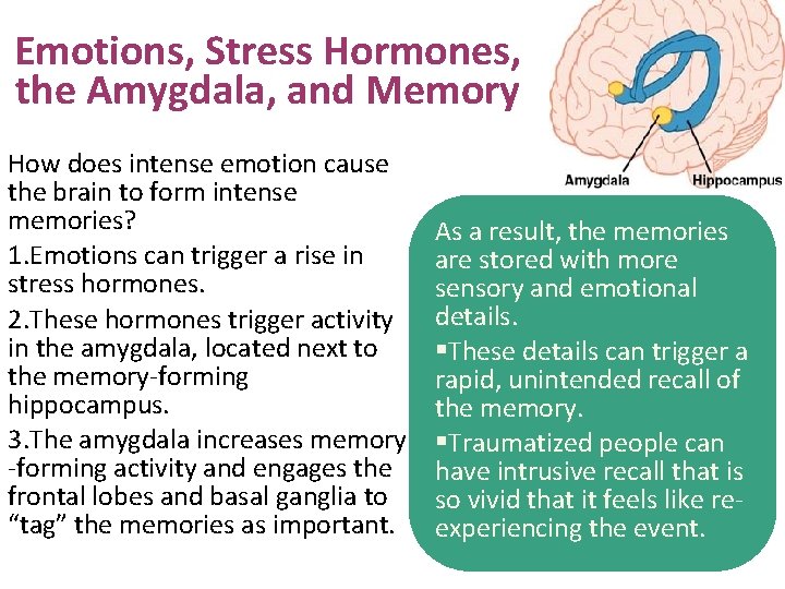 Emotions, Stress Hormones, the Amygdala, and Memory How does intense emotion cause the brain