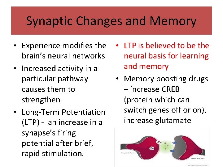 Synaptic Changes and Memory • Experience modifies the brain’s neural networks • Increased activity