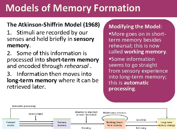 Models of Memory Formation The Atkinson-Shiffrin Model (1968) 1. Stimuli are recorded by our