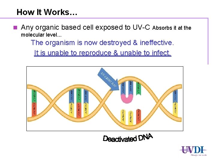 How It Works… n Any organic based cell exposed to UV-C Absorbs it at