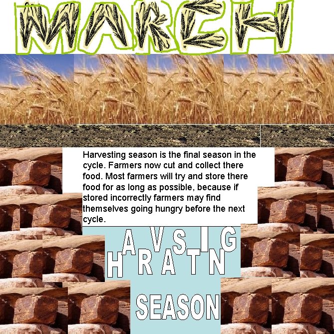 Harvesting season is the final season in the cycle. Farmers now cut and collect
