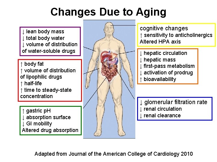 Changes Due to Aging ↓ lean body mass ↓ total body water ↓ volume