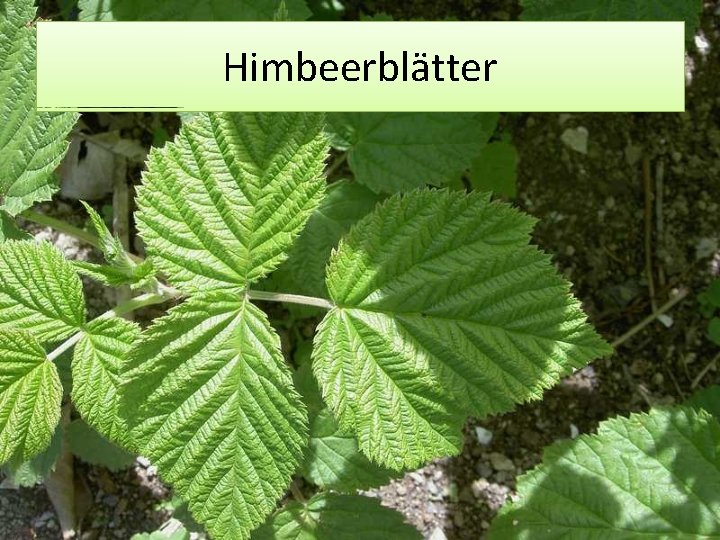 Himbeerblätter 