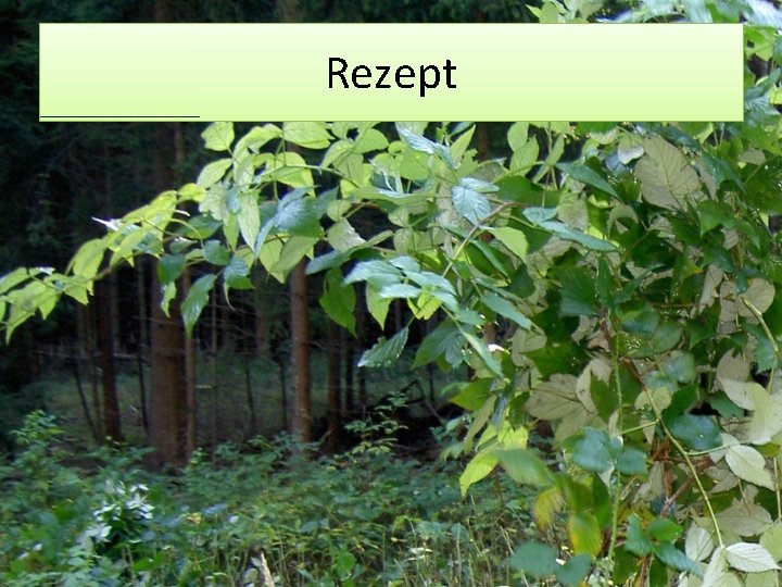 Rezept 