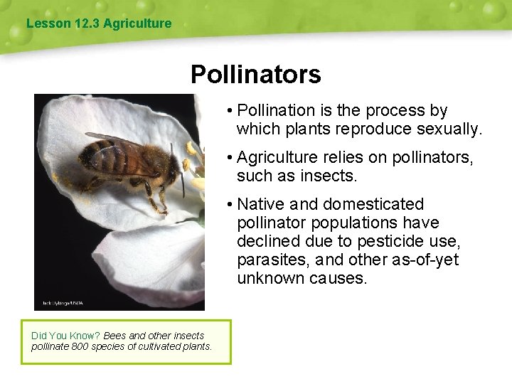 Lesson 12. 3 Agriculture Pollinators • Pollination is the process by which plants reproduce