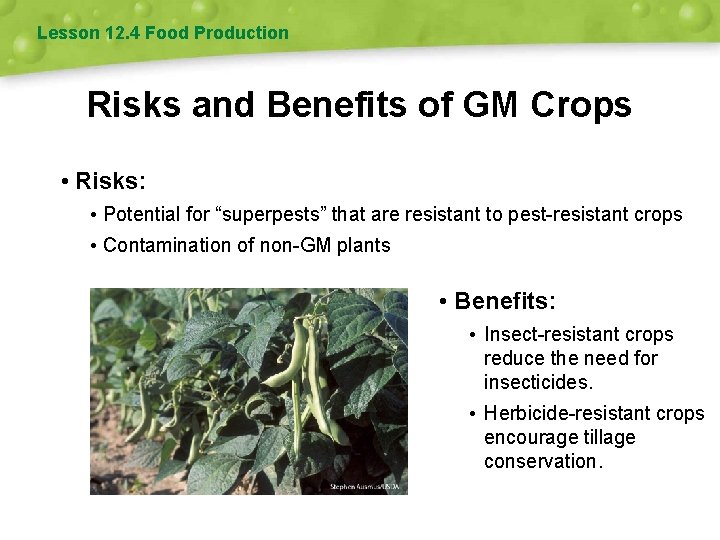 Lesson 12. 4 Food Production Risks and Benefits of GM Crops • Risks: •