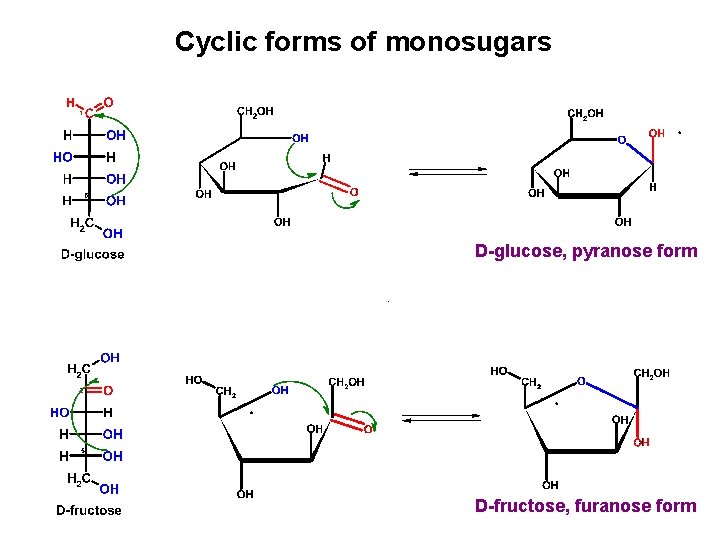 Cyclic forms of monosugars D-glucose, pyranose form D-fructose, furanose form 