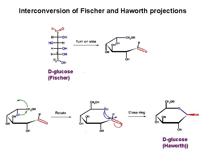 Interconversion of Fischer and Haworth projections D-glucose (Fischer) D-glucose (Haworth)) 