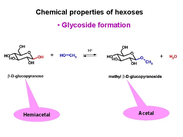 Chemical properties of hexoses • Glycoside formation Hemiacetal Acetal 