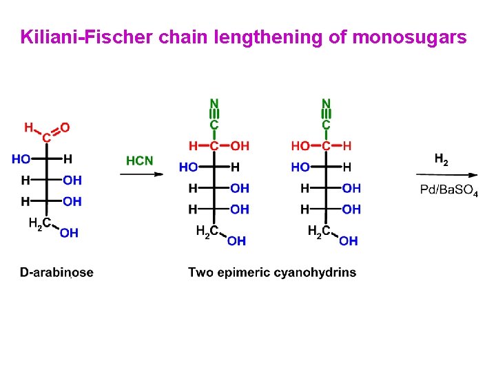 Kiliani-Fischer chain lengthening of monosugars 
