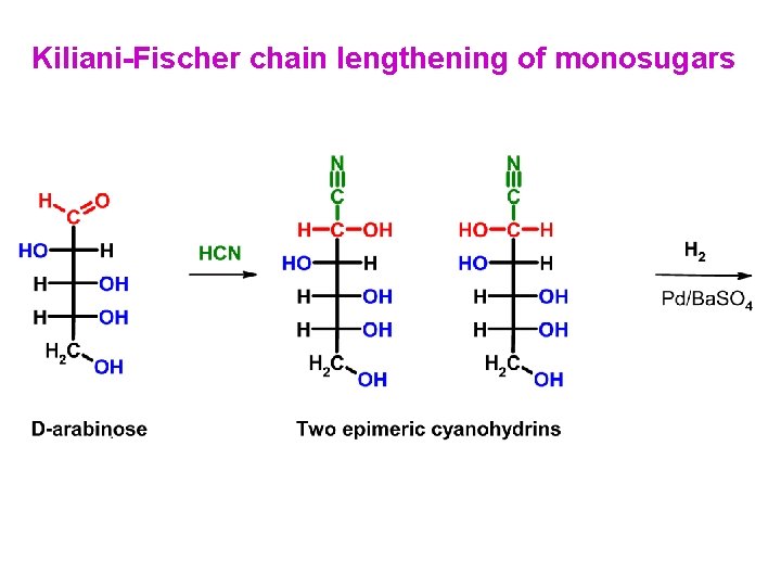 Kiliani-Fischer chain lengthening of monosugars Kiliani-Fischer chain lengthening of monosugars