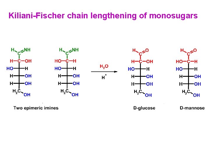 Kiliani-Fischer chain lengthening of monosugars Kiliani-Fischer chain lengthening of monosugars