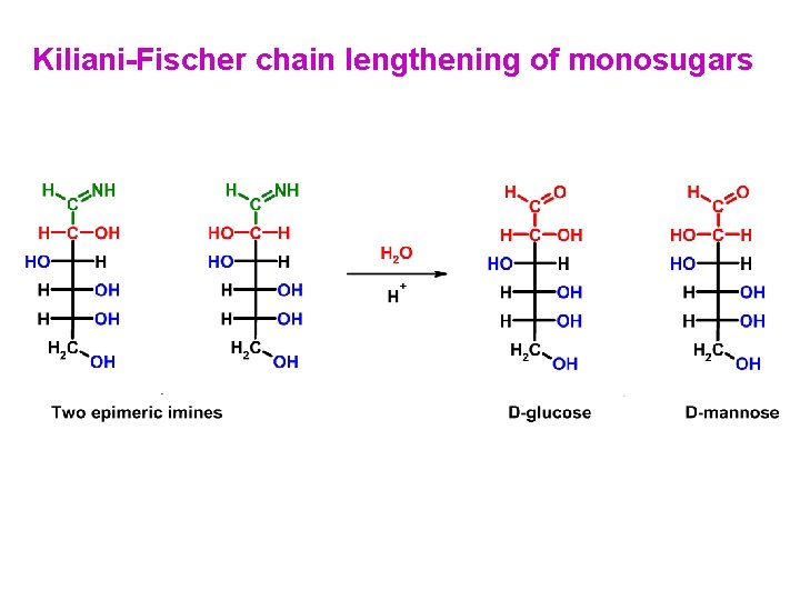 Kiliani-Fischer chain lengthening of monosugars 